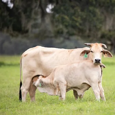 thumbnail for publication: Nursing Calf Deworming